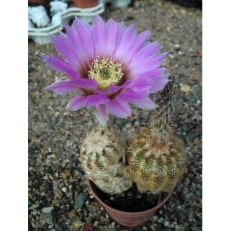 ECHINOCEREUS reichenbachii 10 semen