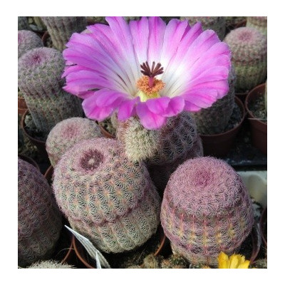 ECHINOCEREUS rigidissimus ssp. rubrispinus 10 semen