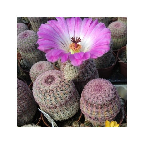 ECHINOCEREUS rigidissimus ssp. rubrispinus 10 semen
