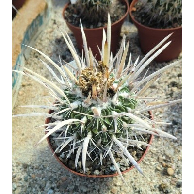 ECHINOFOSSULOCACTUS erectocentrus 10 semen
