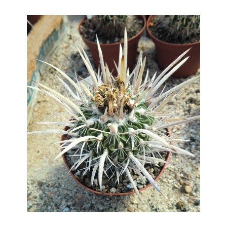 ECHINOFOSSULOCACTUS erectocentrus 10 semen