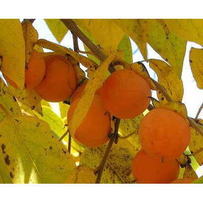 DIOSPYROS virginiana "Persimmon" 5 semen