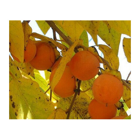 DIOSPYROS virginiana "Persimmon" 5 semen