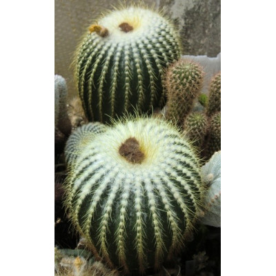 ERIOCACTUS claviceps 25 semen