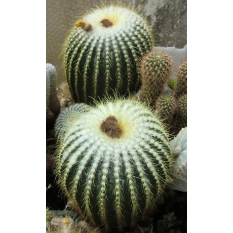 ERIOCACTUS claviceps 25 semen