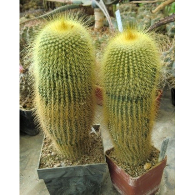 ERIOCACTUS leninghausii 15 semen