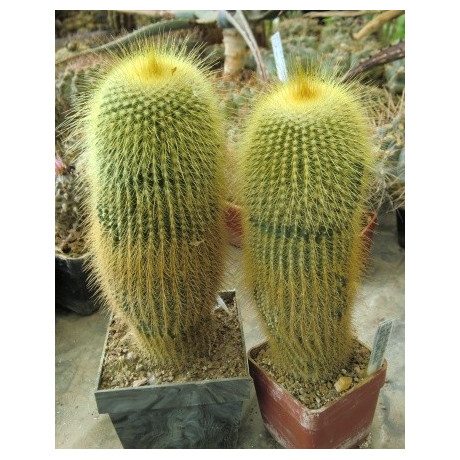 ERIOCACTUS leninghausii 15 semen