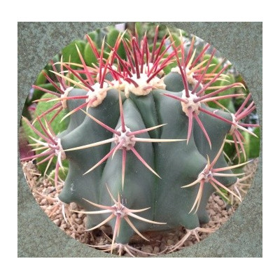FEROCACTUS emoryi 15 semen