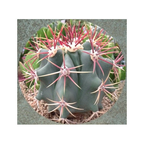 FEROCACTUS emoryi 15 semen