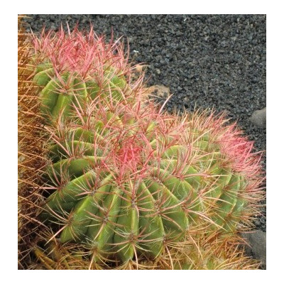 FEROCACTUS emoryi 15 semen