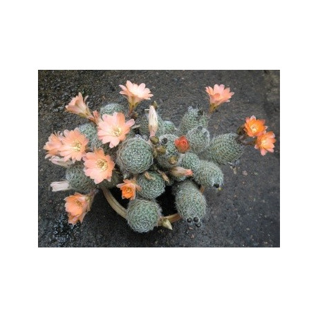 MEDIOLOBIVIA mudanensis 20 semen