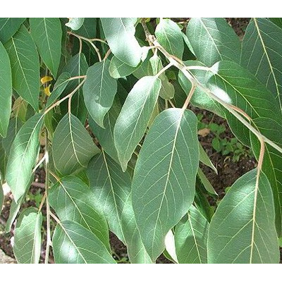 DIOSPYROS virginiana "Persimmon" 5 semen