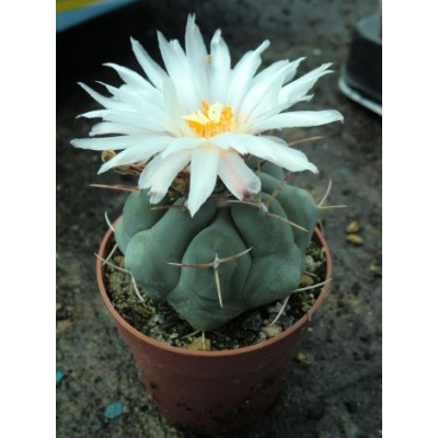 THELOCACTUS hexaedrophorus 10 semen
