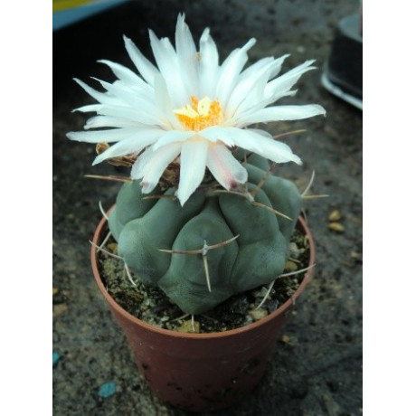 THELOCACTUS hexaedrophorus 10 semen