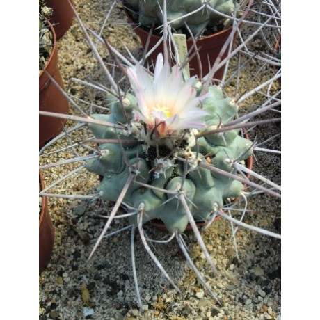 THELOCACTUS nidulans 25 semen