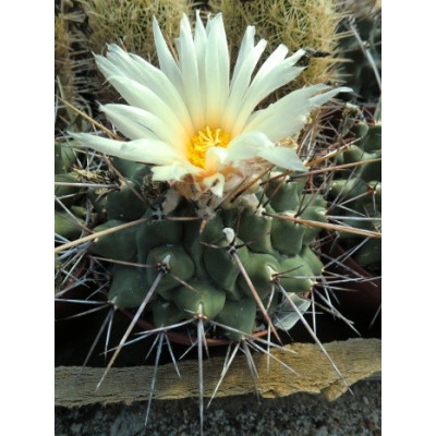 THELOCACTUS nidulans 25 semen