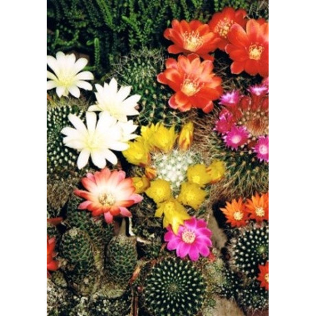 AYLOSTERA - REBUTIA Mix 50 semen