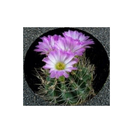 ACANTHOCALYCIUM violaceum 15 semen 