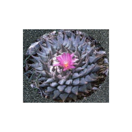 ARIOCARPUS confusus 5 semen