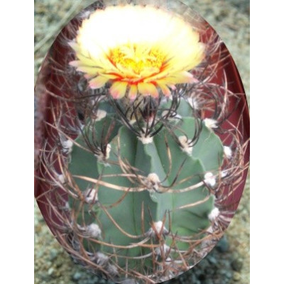 ASTROPHYTUM capricorne niveum nudum 10 semen