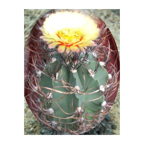 ASTROPHYTUM capricorne niveum nudum 10 semen