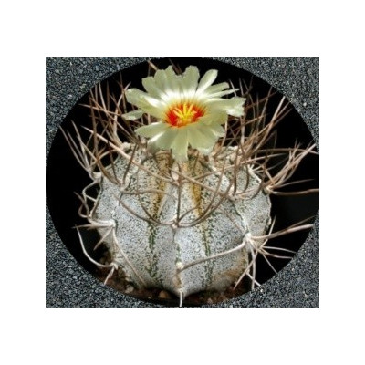 ASTROPHYTUM niveum 10 semen