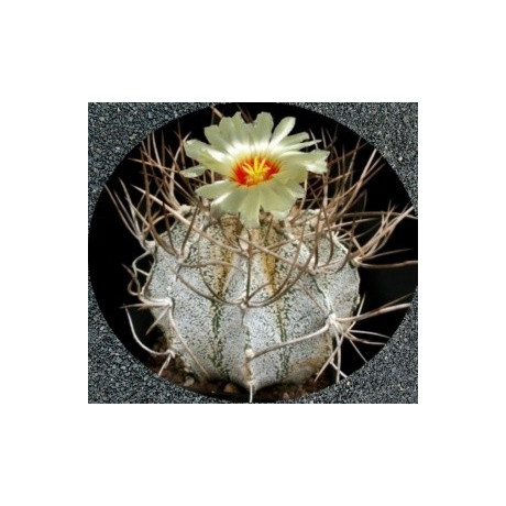 ASTROPHYTUM niveum 10 semen