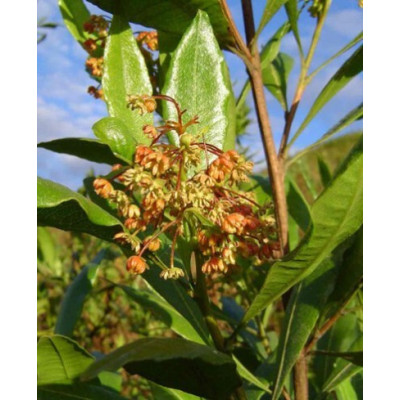DODONAEA  angustifolia "Sand olive" 5 semen