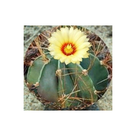 ASTROPHYTUM senile v. aureum 10 semen