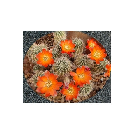 AYLOSTERA christinae 15 semen