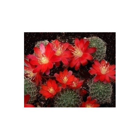 AYLOSTERA gibbulosa 20 semen