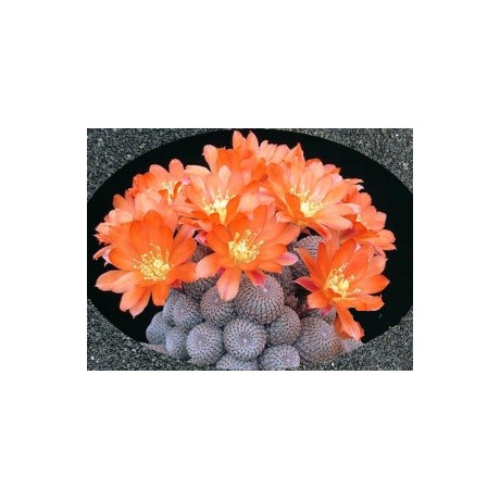 AYLOSTERA heliosa 15 semen