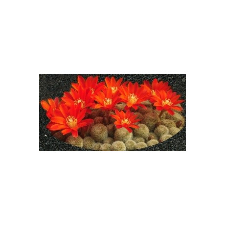 AYLOSTERA heliosa v. theresae 15 semen