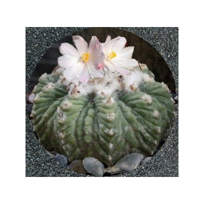 AZTEKIUM ritteri 8 semen