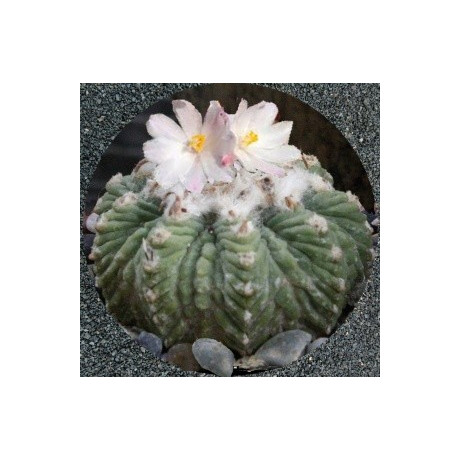 AZTEKIUM ritteri 8 semen