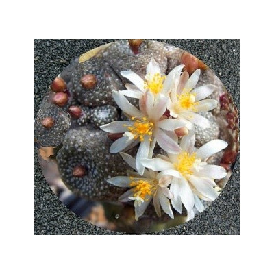 BLOSSFELDIA liliputana 25 semen