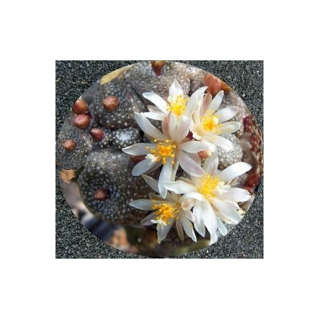 BLOSSFELDIA liliputana 25 semen