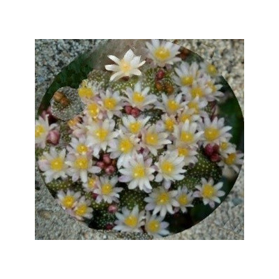 BLOSSFELDIA minima 25 semen