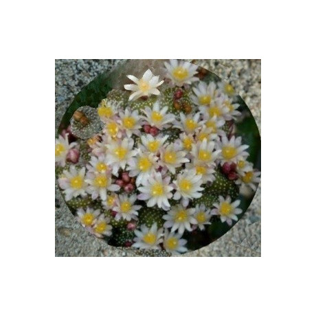 BLOSSFELDIA minima 25 semen