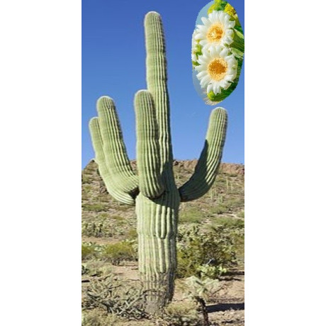 CARNEGIA gigantea "Saguaro" 10 semen