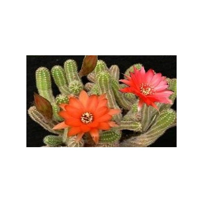 CHAMAECEREUS silvestrii hybrid 10 semen