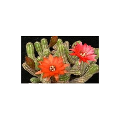 CHAMAECEREUS silvestrii hybrid 10 semen