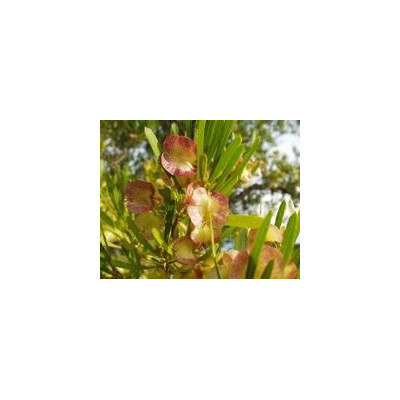 DODONAEA  angustifolia "Sand olive" 5 semen