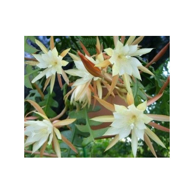 EPIPHYLLUM-PHYLLOCACTUS anguliger 10 semen