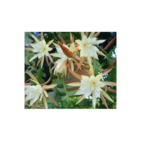 EPIPHYLLUM-PHYLLOCACTUS anguliger 10 semen