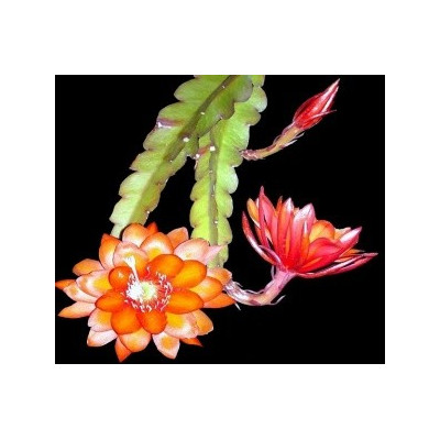 EPIPHYLLUM-PHYLLOCACTUS hybr. grossblumig 10 semen