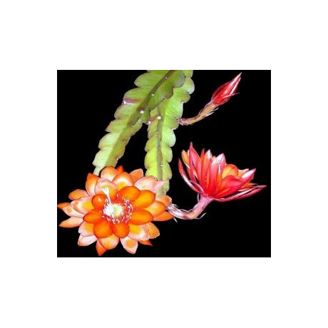 EPIPHYLLUM-PHYLLOCACTUS hybr. grossblumig 10 semen