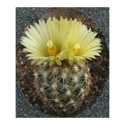 CORYPHANTA cornigera 15 semen