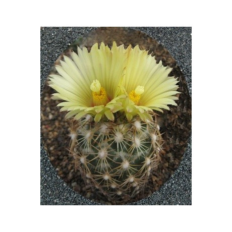 CORYPHANTA cornigera 15 semen