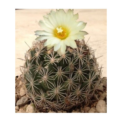 CORYPHANTA palmeri 25 semen